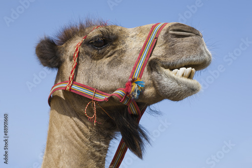 Portrait of a traditional transport camel