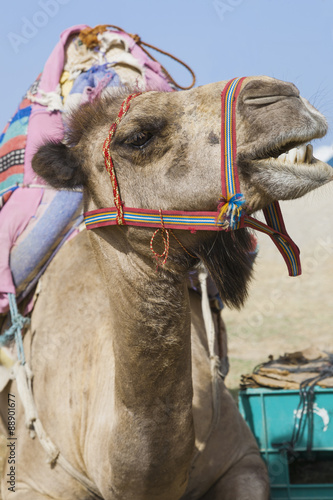 Smiling transport camel
