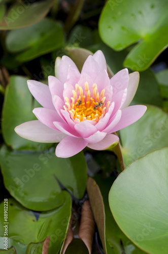 bee with lotus blossom blooming