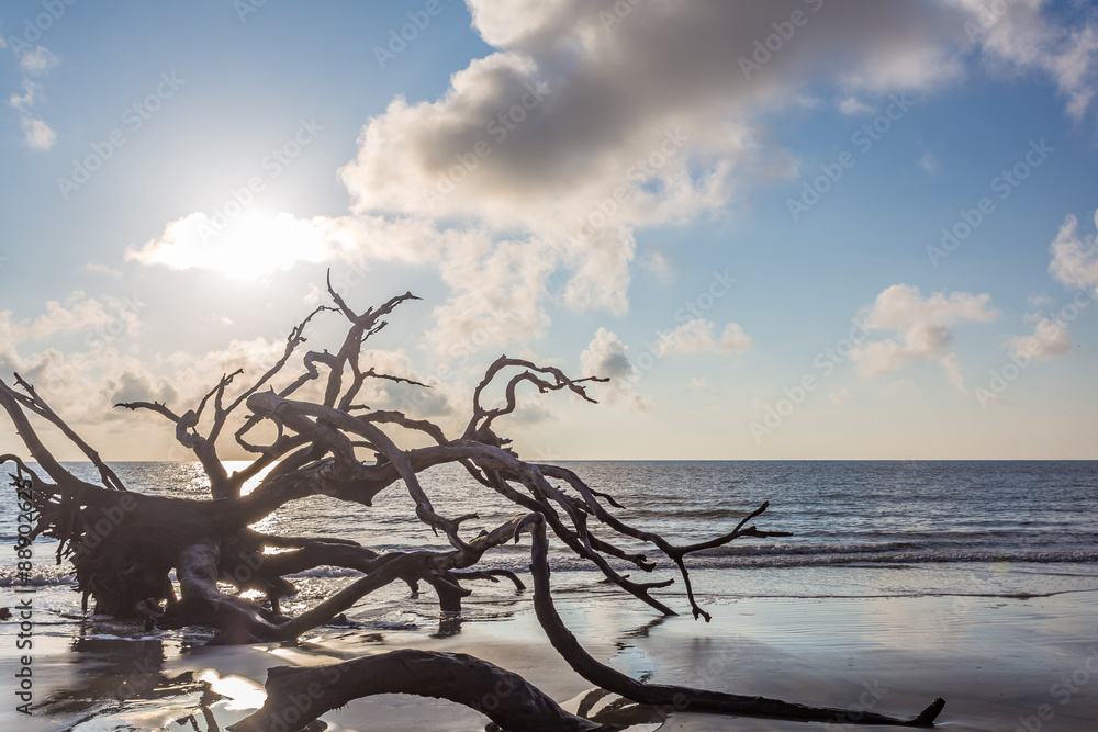 Fototapeta premium Driftwood Beach, Jekyll Island Georgia