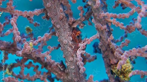 Transluent Gorgonian Shrimps and Porcelain crabs. Manipontonia psamathe, Commensal shrimp, Palaemonidae photo