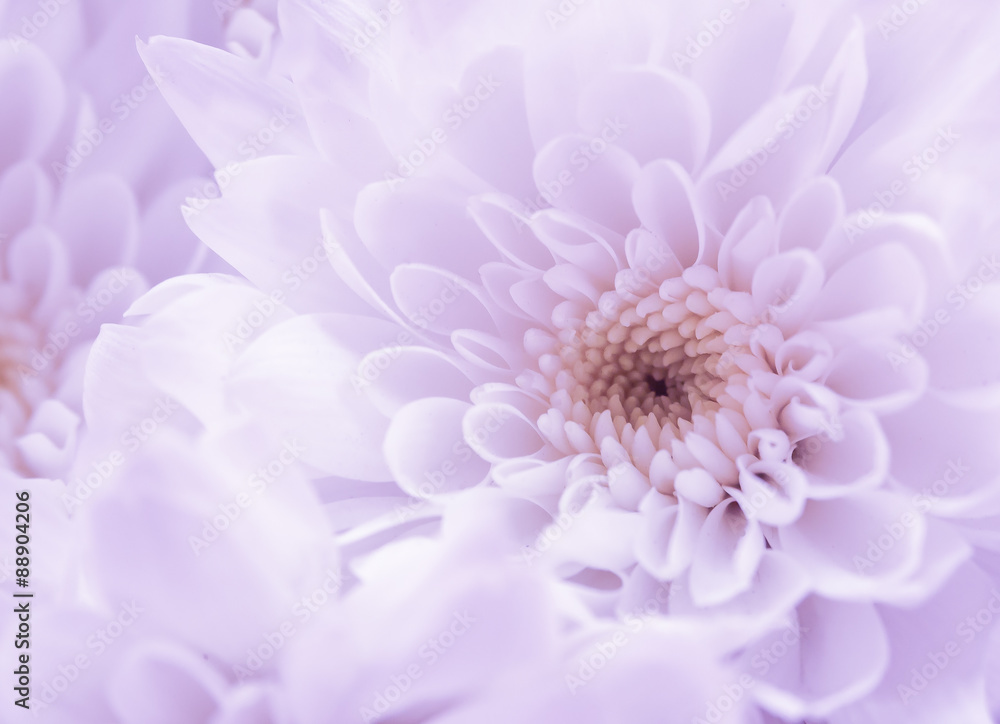 Obraz premium Flower background