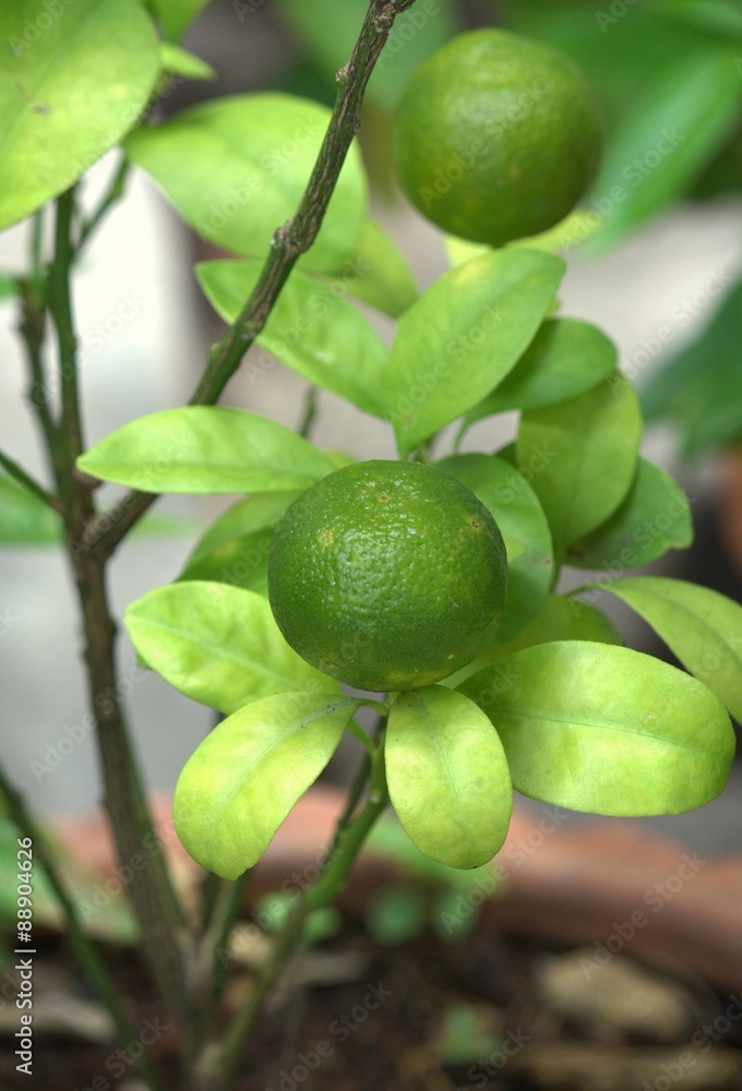 Thai green lemon Tree Thai green lemon Tree
