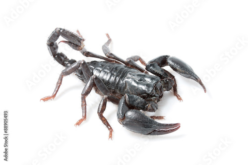 scorpion young with white background