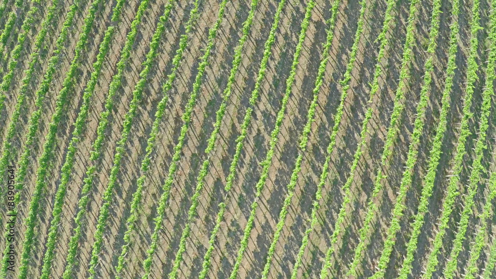 AERIAL VIEW of flight over a vineyard at sunset. Flying over rural landscape with vineyards AERIAL VIEW of flight over a vineyard at sunset. Flying over rural landscape with vineyards