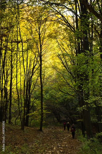 Colorful forest path for trekking on a sunny autumn day