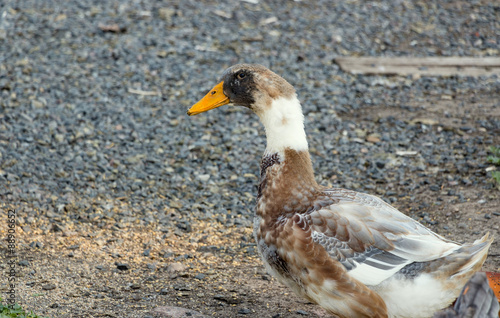 Duck on a poultry farm