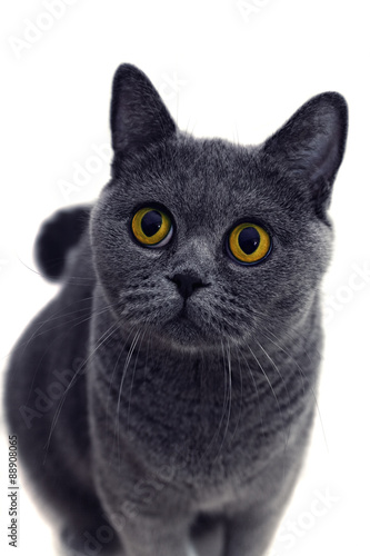 Portrait of young short-haired British gray cat with yellow eyes