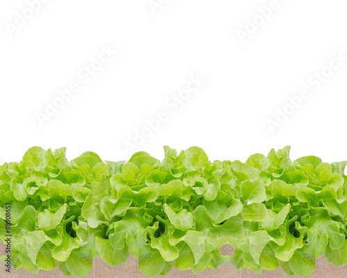 fresh green vegetables isolated on white background