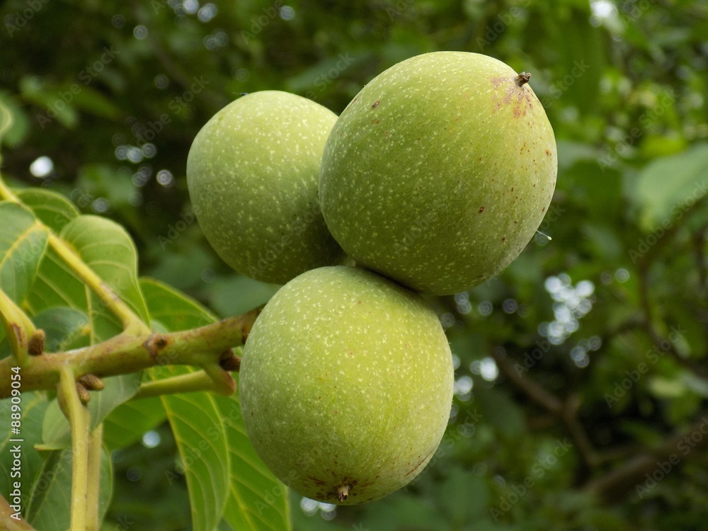 Immature walnuts on tree