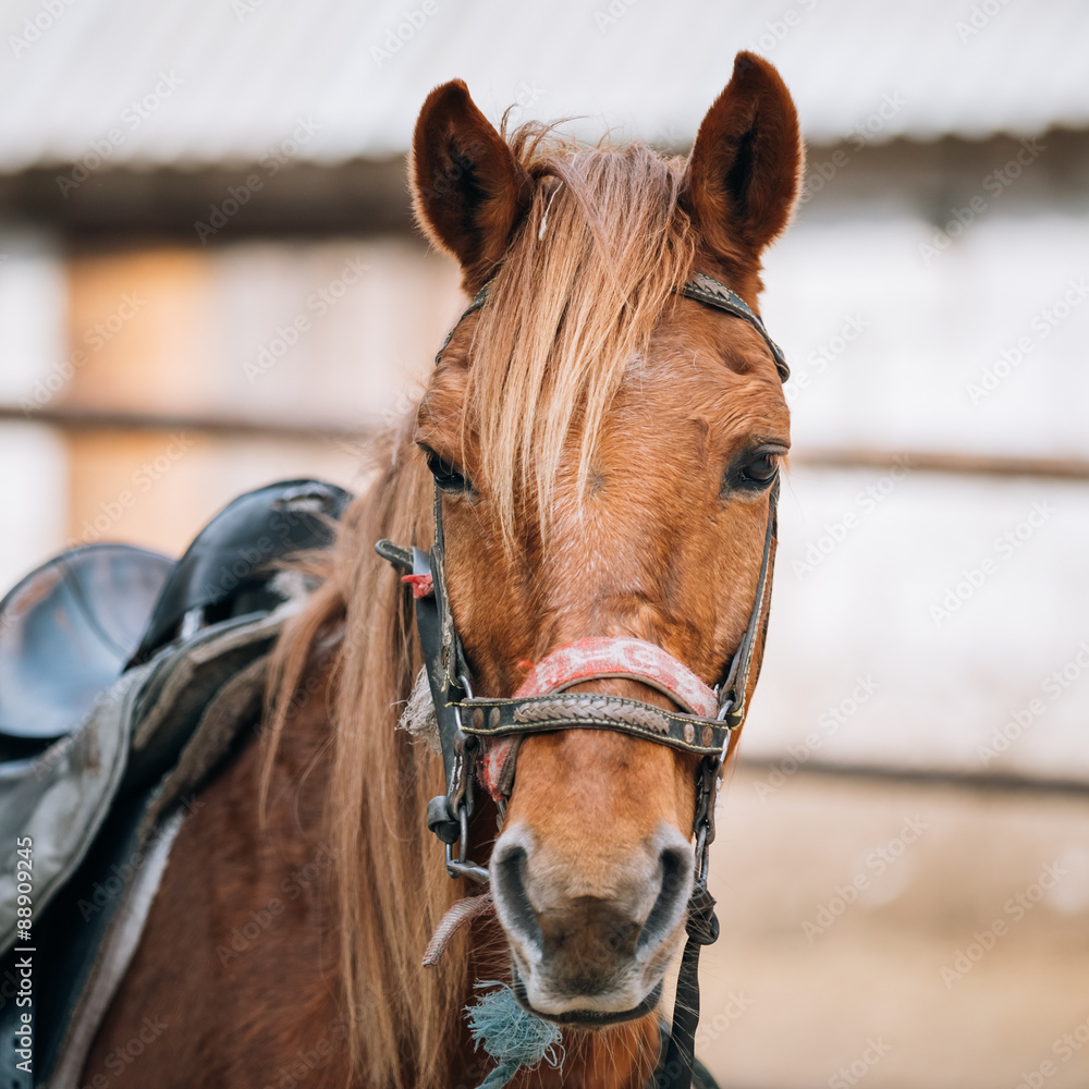 Obraz premium Close Up Portrait Of Brown Horse