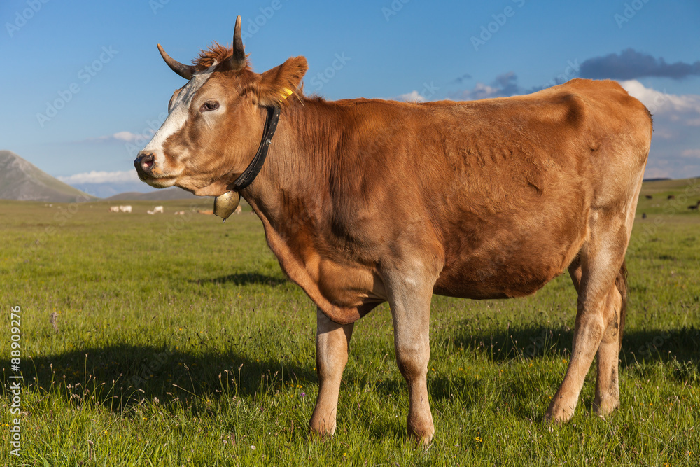 Ritratto di una mucca marrone di profilo in una prateria in montagna. Cielo terso blu , luce del tramonto