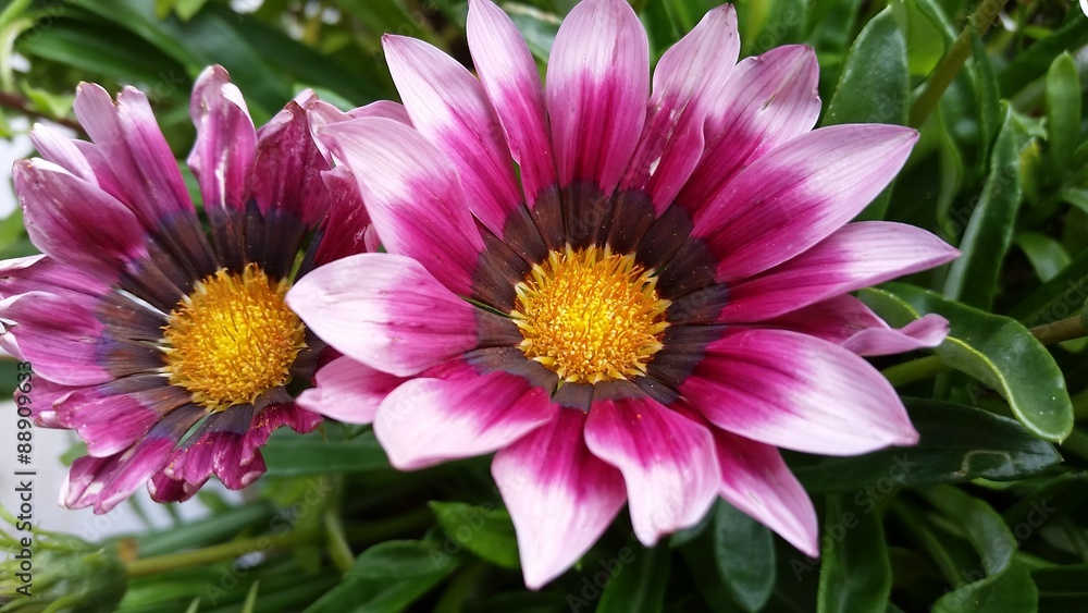 Obraz premium 2 Mittagsblumen