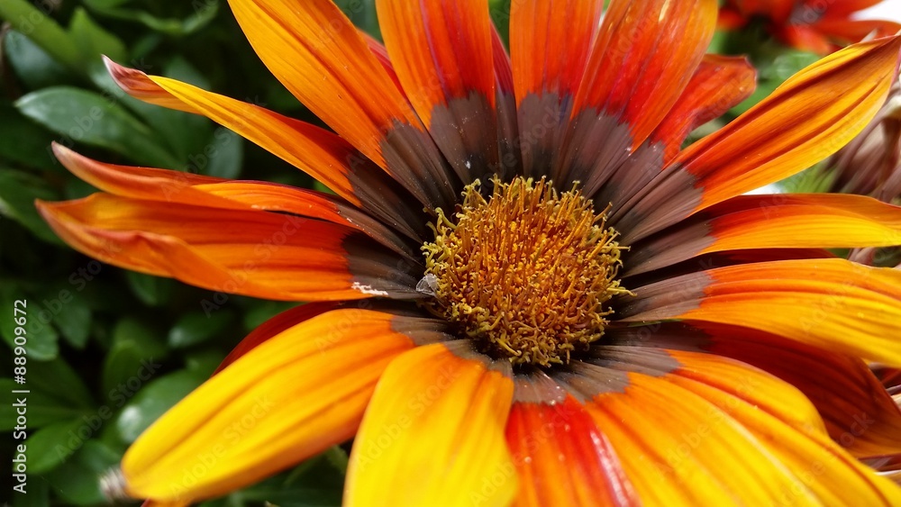 Fototapeta premium große Mittagsblume