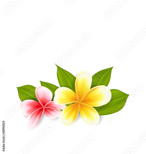 Pink and yellow frangipani (plumeria), exotic flowers isolated o