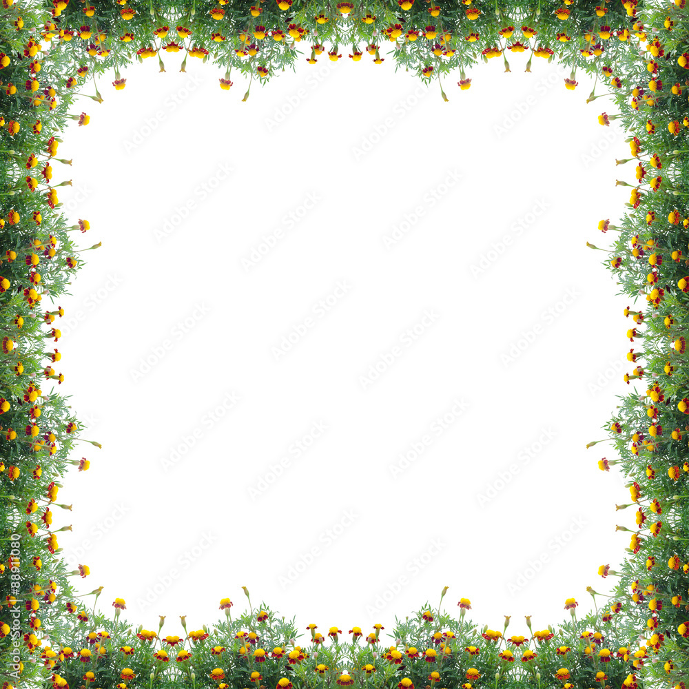 Obraz premium Marigold frame isolated on white background