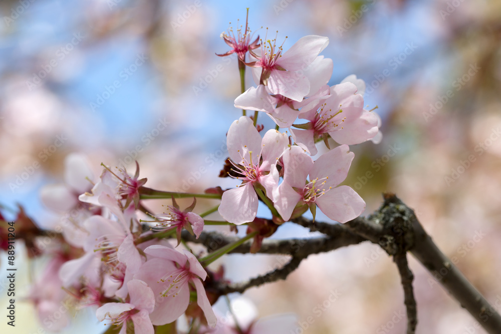 Oriental cherry sakura branch with pink flowers Oriental cherry sakura branch with pink flowers