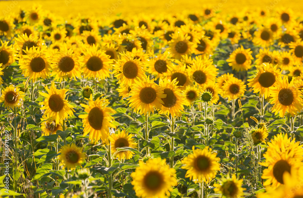 Big field of the blossoming sunflowers lit with the bright summer sun Big field of the blossoming sunflowers lit with the bright summer sun
