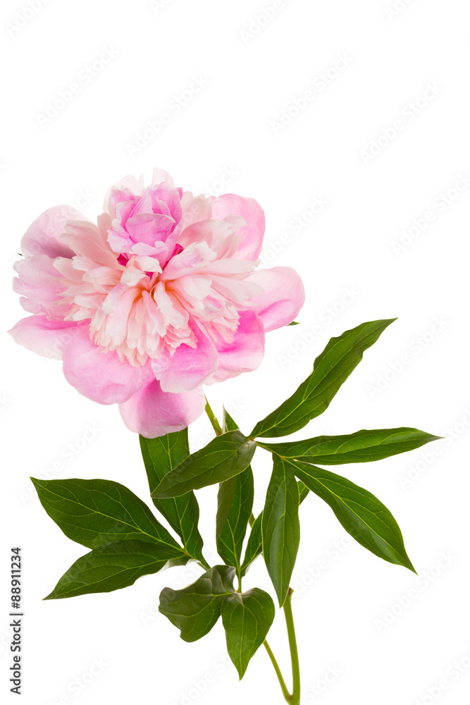 blossoming pink peony, it is isolated on a white background blossoming pink peony, it is isolated on a white background