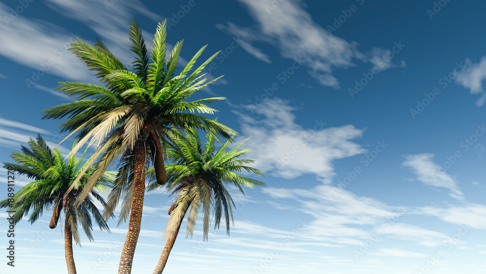 palm trees and sky