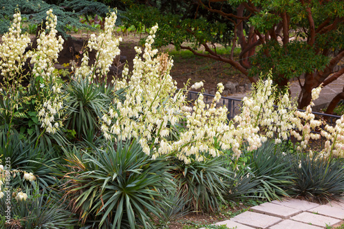 Bushes of the blossoming yucca in a botanical garden
