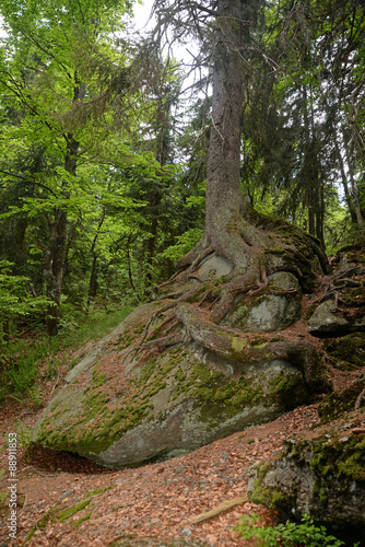 Baum im Bayrischen Wald