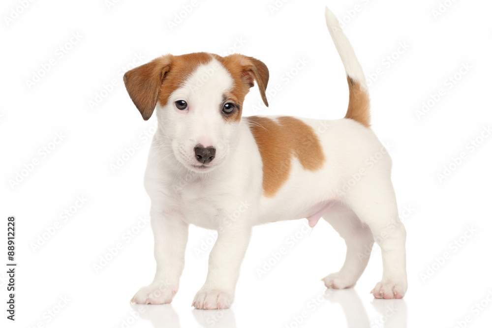 Jack russell terrier puppy