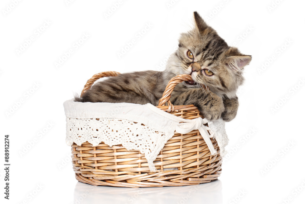 Persian kitten sits in basket on a white background