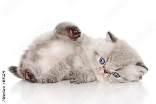 Kitten lying on white background © jagodka