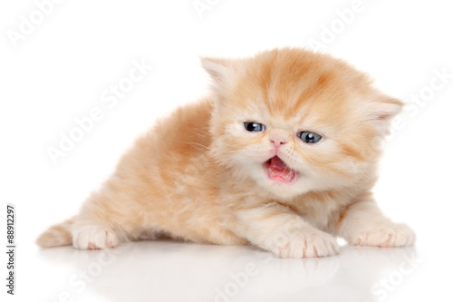 Fototapeta Naklejka Na Ścianę i Meble -  Persian kitten on white background