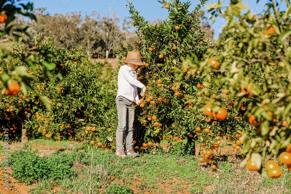 Fototapeta premium Portrait of attractive cute young boy picking mandarins at
