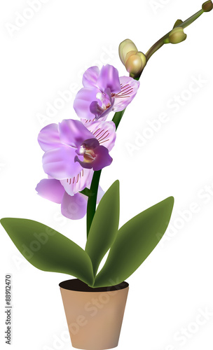 striped pink orchid in pot isolated on white