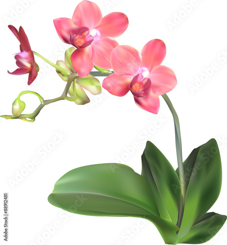 orchid branch with isolated pink blossom