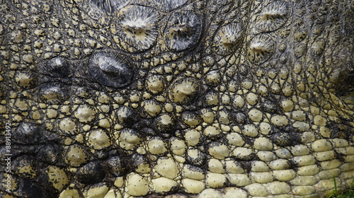 Close photo of live tropical crocodile skin 