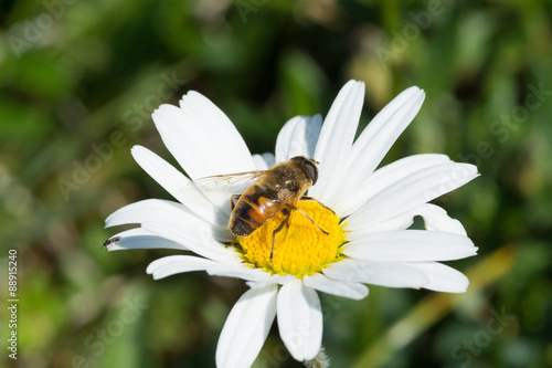 Daisy with Bee, Gänseblümchen