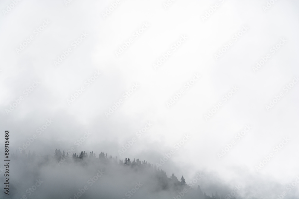 Fog in the pine forest