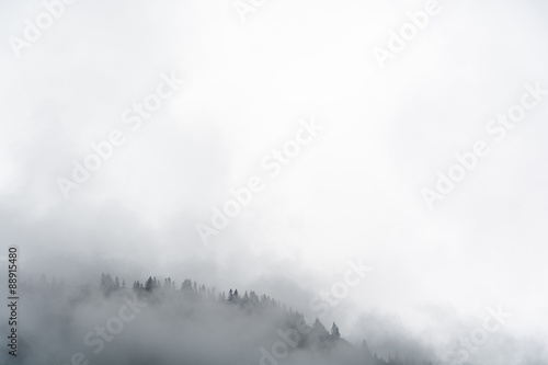 Fog in the pine forest
