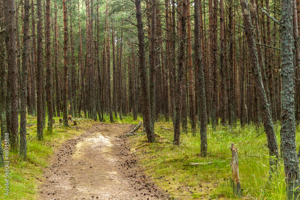 PINE FOREST WITH GREEN GRASS AND TRAIL LEADING INTO THE DISTANCE PINE FOREST WITH GREEN GRASS AND TRAIL LEADING INTO THE DISTANCE