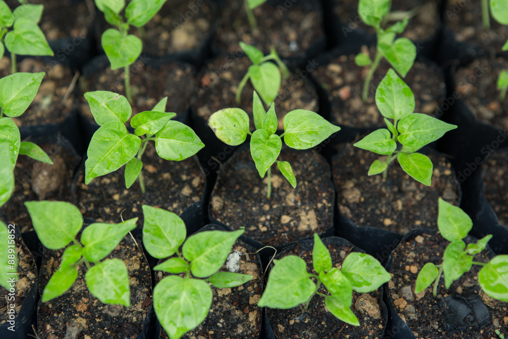 chilli seedling chilli seedling
