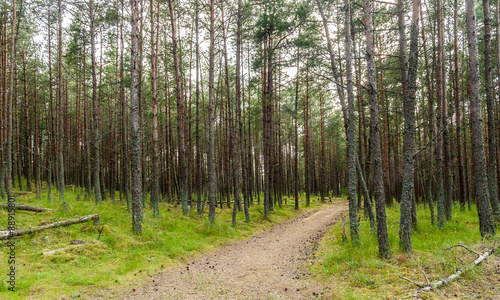 PINE FOREST WITH GREEN GRASS AND PATH LEADING INTO THE DISTANCE