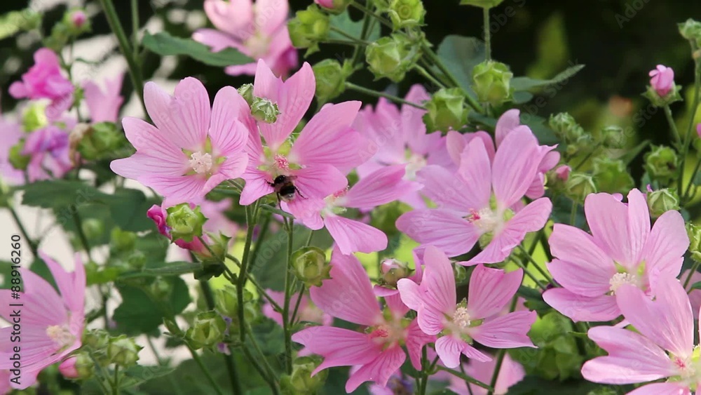 Bumblebee on the pink flowers on a
windy suumer day Bumblebee on the pink flowers on a
windy suumer day
