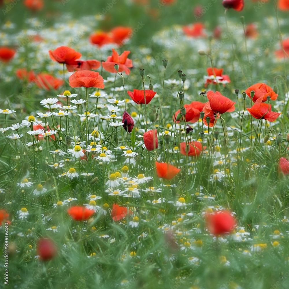 Obraz premium Wiese mit Mohnblumen