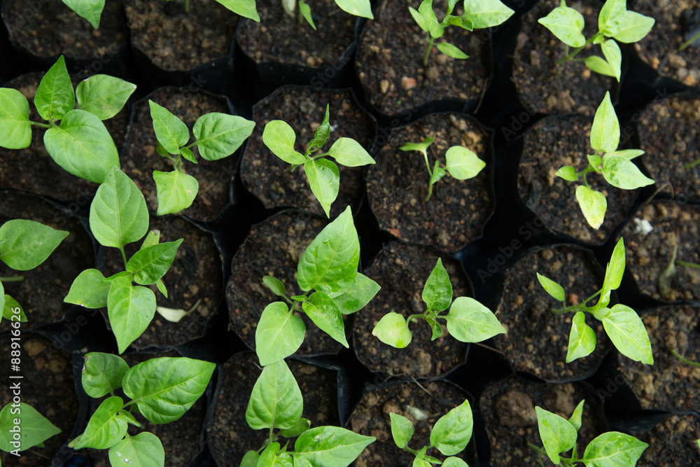 chilli seedling chilli seedling