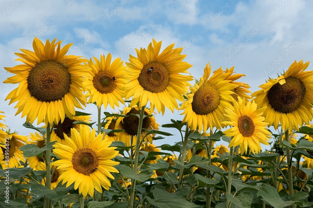 Obraz premium Sonnenblumen