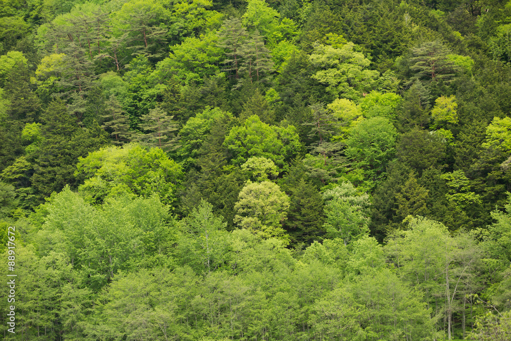 新緑の森　