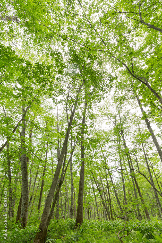 Obraz premium 新緑の森 