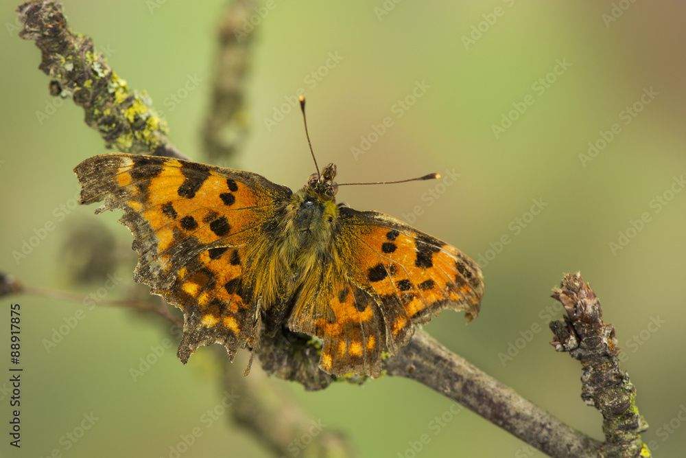 Obraz premium C-Falter