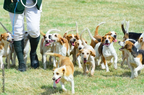 Pack of Beagles out hunting
