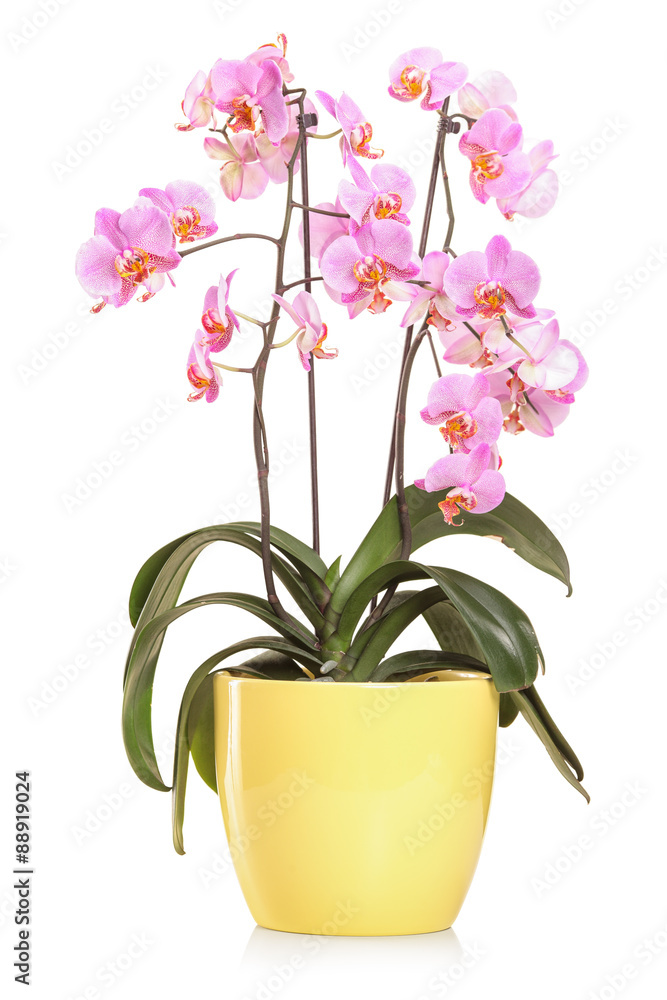 Orchid flowers in a yellow flowerpot Orchid flowers in a yellow flowerpot