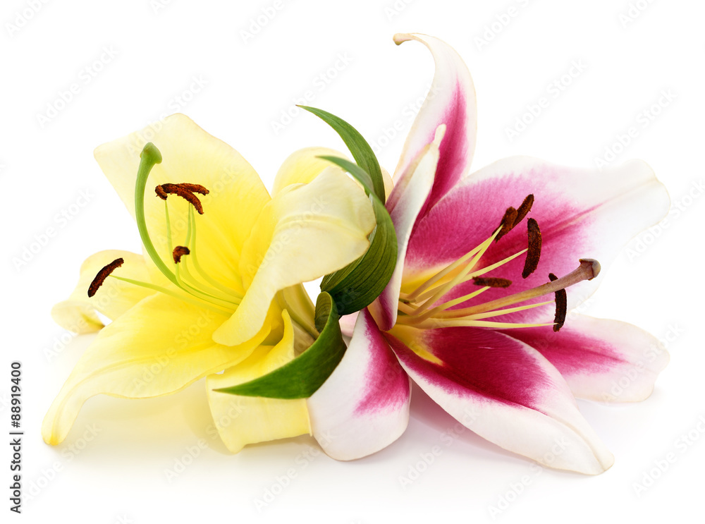 Obraz premium Two lilies.